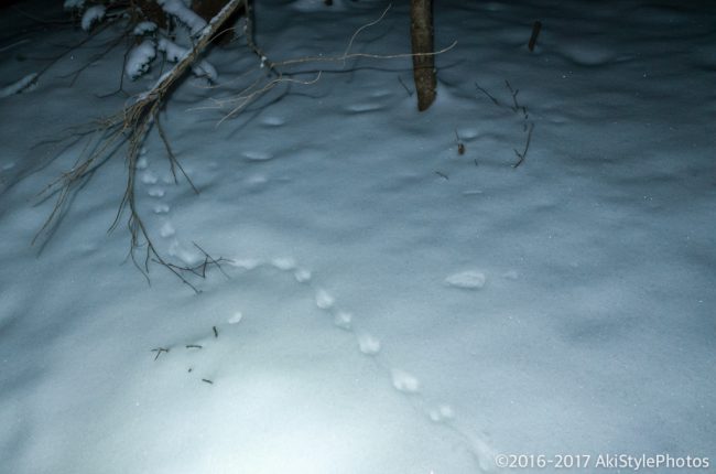 富士山が見えなくては意味がない!?三ツ峠山の樹氷を狙った結果