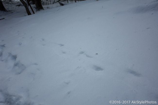富士山が見えなくては意味がない!?三ツ峠山の樹氷を狙った結果