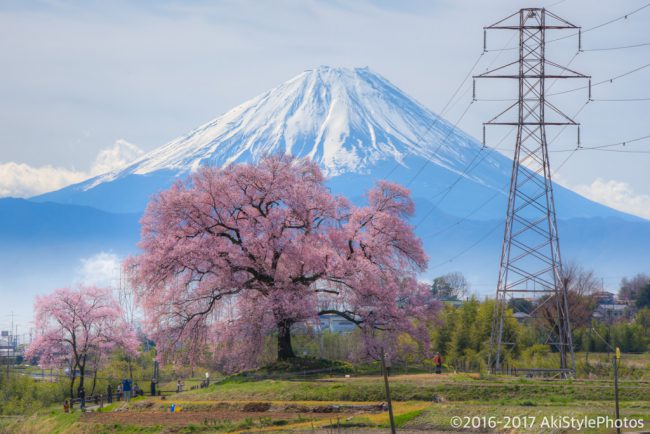 桜には疎い僕が撮影した、富士山の見える桜スポットまとめ2017