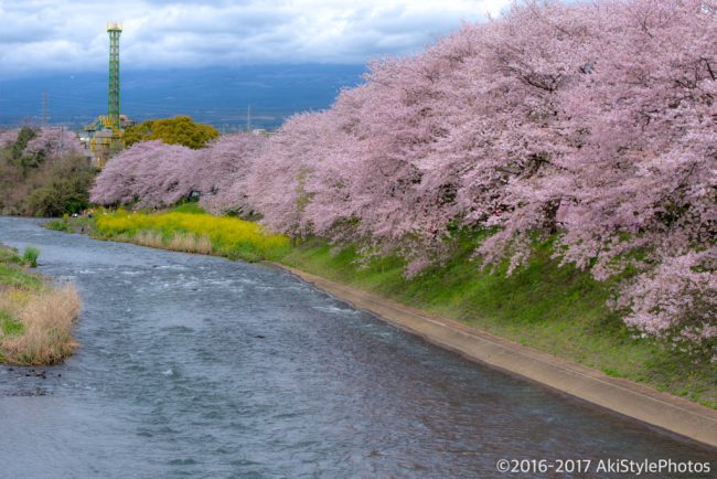 季節ものに疎い僕が撮影した、GW前後に狙える新緑と富士山まとめ2017
