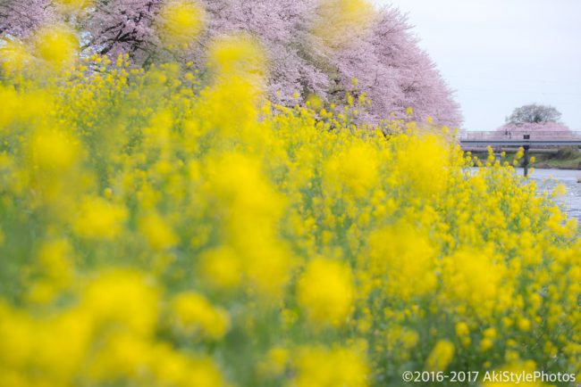 桜には疎い僕が撮影した、富士山の見える桜スポットまとめ2017