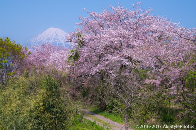 桜には疎い僕が撮影した、富士山の見える桜スポットまとめ2017
