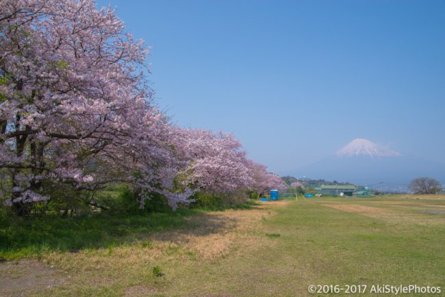 桜には疎い僕が撮影した、富士山の見える桜スポットまとめ2017
