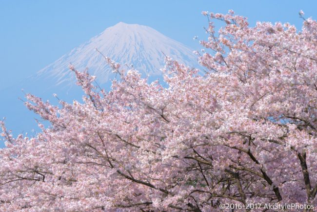 季節ものに疎い僕が撮影した、GW前後に狙える新緑と富士山まとめ2017