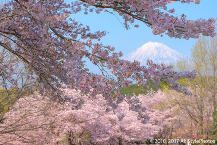 岩本山公園の梅と桜のイベント情報(2018年)絶景富士山を堪能しよう
