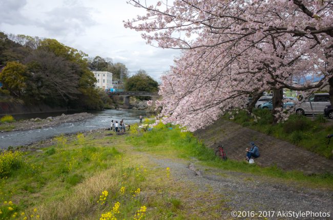 桜には疎い僕が撮影した、富士山の見える桜スポットまとめ2017