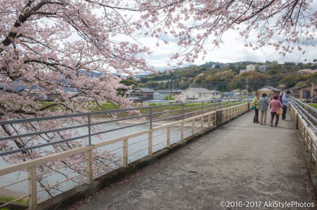 桜には疎い僕が撮影した、富士山の見える桜スポットまとめ2017