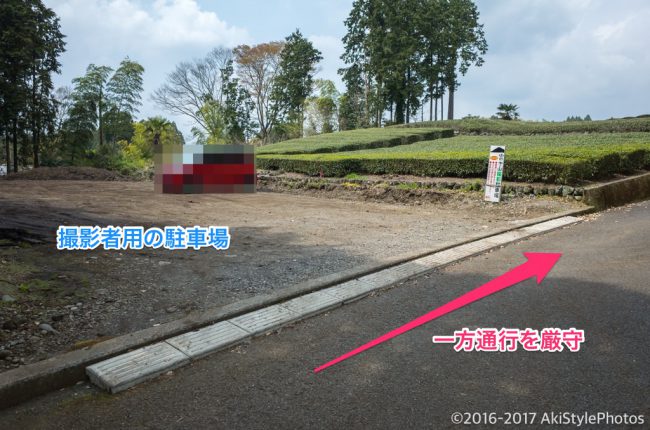 新緑の大淵笹場と今宮の茶畑!農家に迷惑をかけないための撮影ルール
