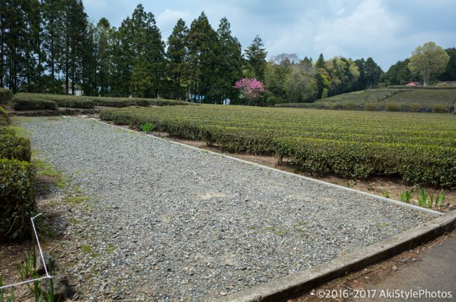 新緑の大淵笹場と今宮の茶畑!農家に迷惑をかけないための撮影ルール
