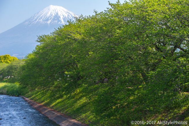 季節ものに疎い僕が撮影した、GW前後に狙える新緑と富士山まとめ2017