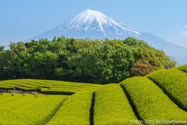 季節ものに疎い僕が撮影した、GW前後に狙える新緑と富士山まとめ2017