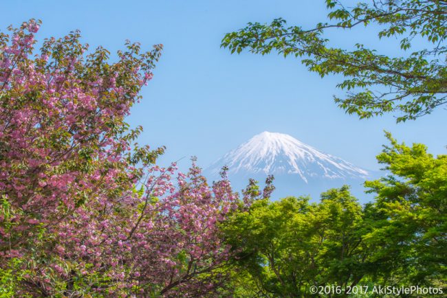 季節ものに疎い僕が撮影した、GW前後に狙える新緑と富士山まとめ2017