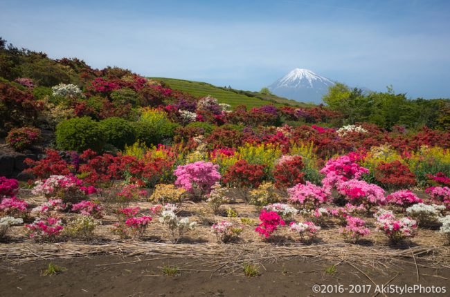 季節ものに疎い僕が撮影した、GW前後に狙える新緑と富士山まとめ2017