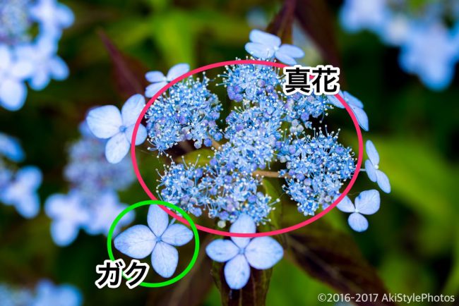 圧巻の300万輪の紫陽花!下田あじさい祭り2017に行ってきた