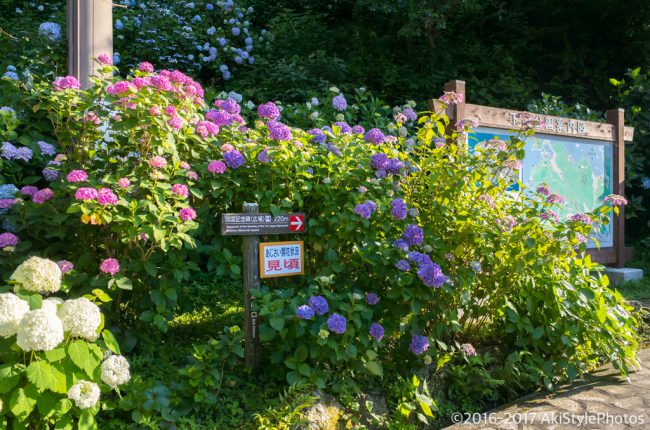 圧巻の300万輪の紫陽花!下田あじさい祭り2017に行ってきた