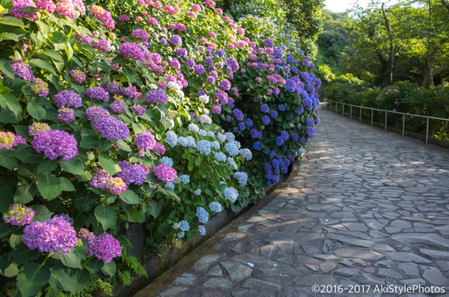 圧巻の300万輪の紫陽花!下田あじさい祭り2017に行ってきた