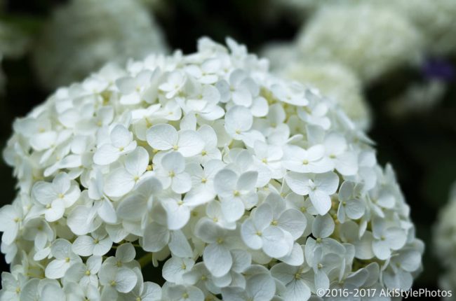 圧巻の300万輪の紫陽花!下田あじさい祭り2017に行ってきた