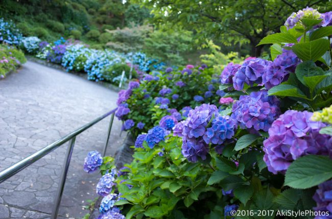 圧巻の300万輪の紫陽花!下田あじさい祭り2017に行ってきた