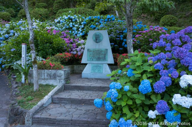 圧巻の300万輪の紫陽花!下田あじさい祭り2017に行ってきた