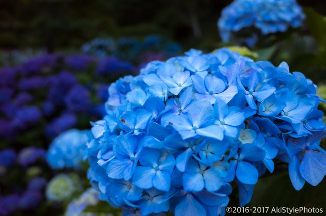 圧巻の300万輪の紫陽花!下田あじさい祭り2017に行ってきた