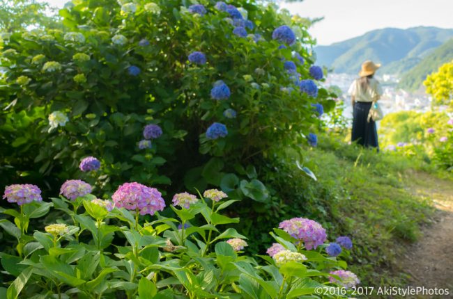 圧巻の300万輪の紫陽花!下田あじさい祭り2017に行ってきた
