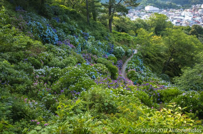 圧巻の300万輪の紫陽花!下田あじさい祭り2017に行ってきた