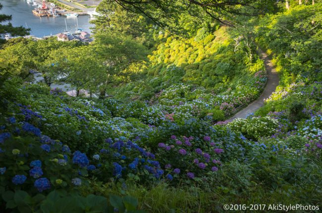 圧巻の300万輪の紫陽花!下田あじさい祭り2017に行ってきた