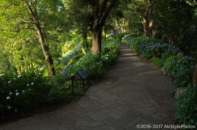 圧巻の300万輪の紫陽花!下田あじさい祭り2017に行ってきた