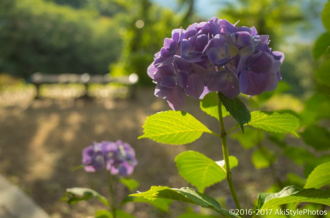 圧巻の300万輪の紫陽花!下田あじさい祭り2017に行ってきた