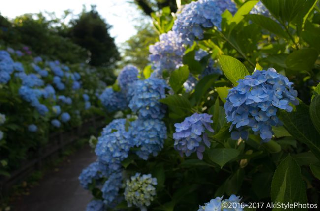 圧巻の300万輪の紫陽花!下田あじさい祭り2017に行ってきた