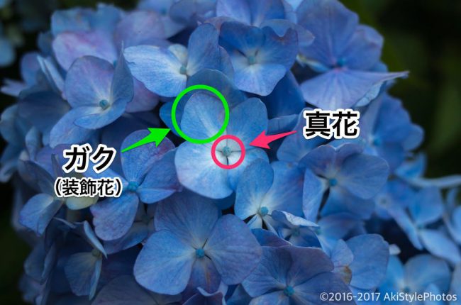 圧巻の300万輪の紫陽花!下田あじさい祭り2017に行ってきた