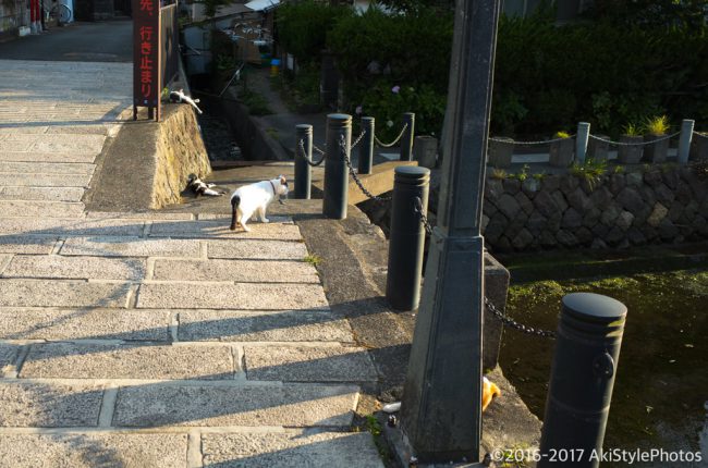 圧巻の300万輪の紫陽花!下田あじさい祭り2017に行ってきた