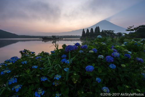 田貫湖の紫陽花と富士山