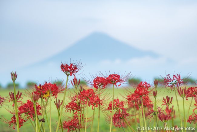 富士市の彼岸花と富士山