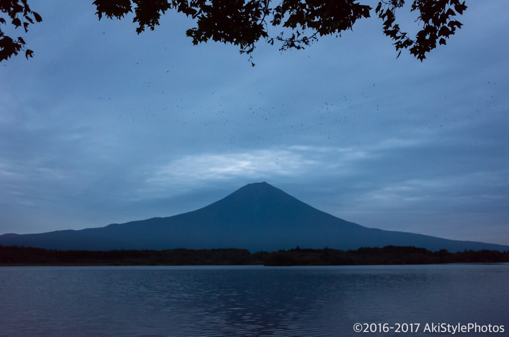 田貫湖からの富士山とカラス