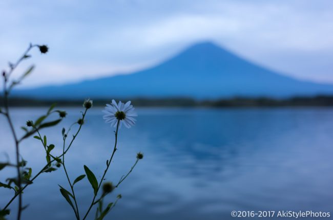 田貫湖からの富士山と花