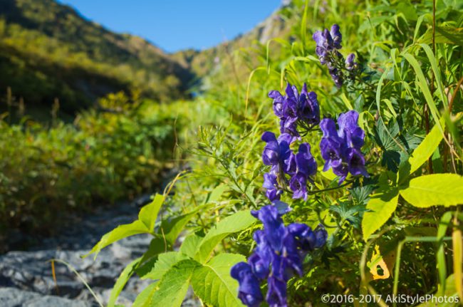 北岳のトリカブト