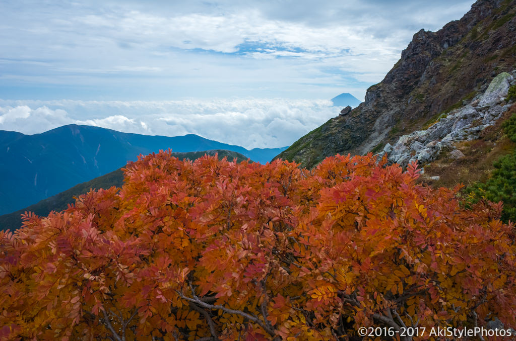 北岳から富士山とナナカマドの紅葉