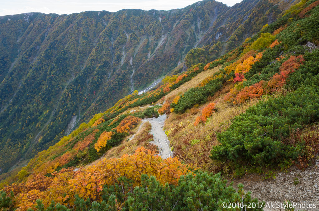 北岳の登山道の紅葉