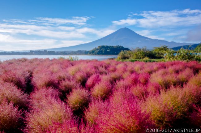 河口湖大石公園の赤く染まるコキアと富士山