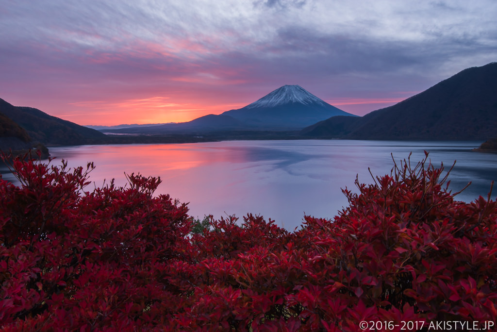 本栖湖のツツジの紅葉と朝焼け富士山
