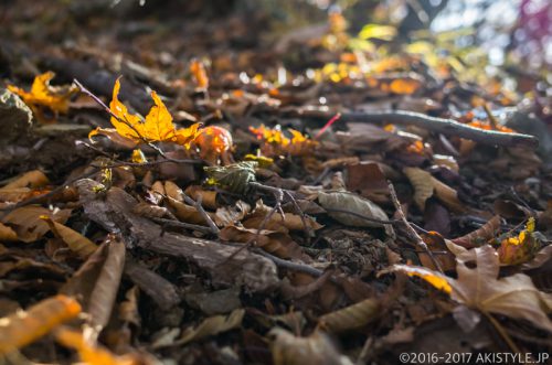 精進峠から三方分山へ紅葉ハイキング