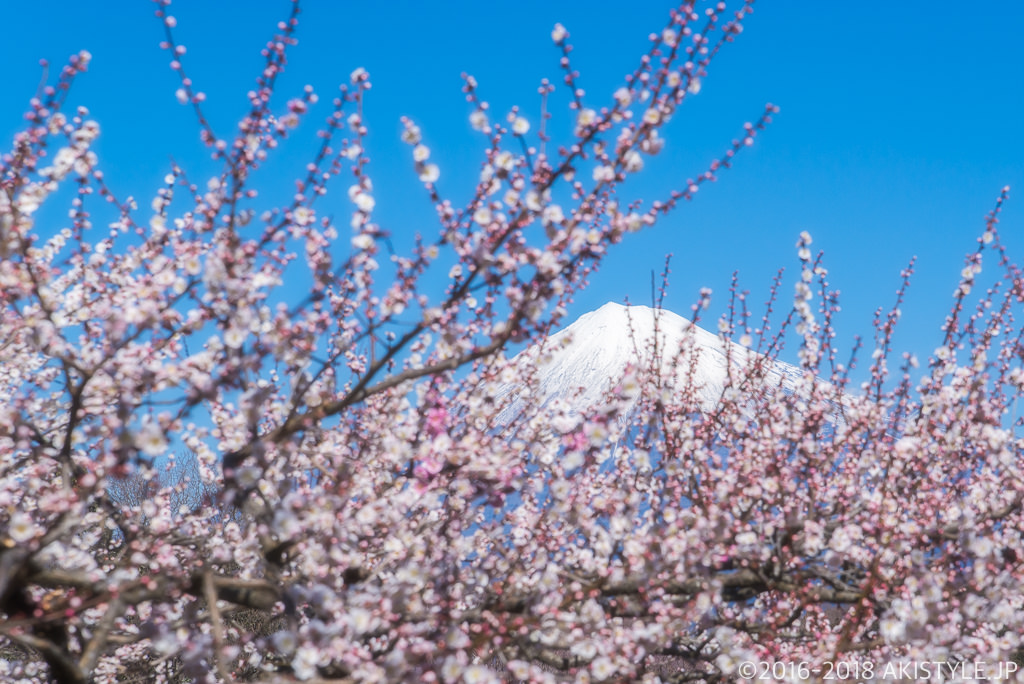 岩本山公園からの梅と富士山