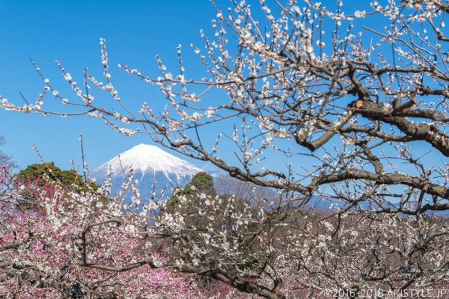 岩本山公園からの梅と富士山