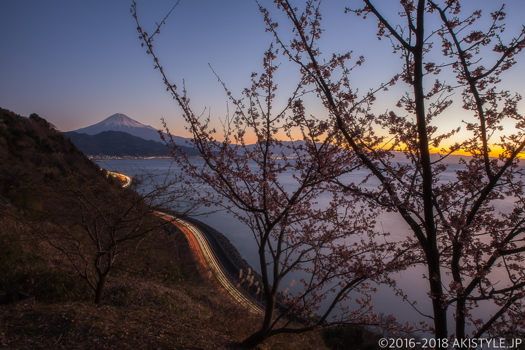 薩埵峠の薄寒桜と富士山と朝焼け