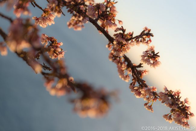 薩埵峠の薄寒桜