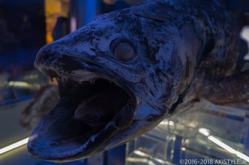 沼津港深海水族館のシーラカンス