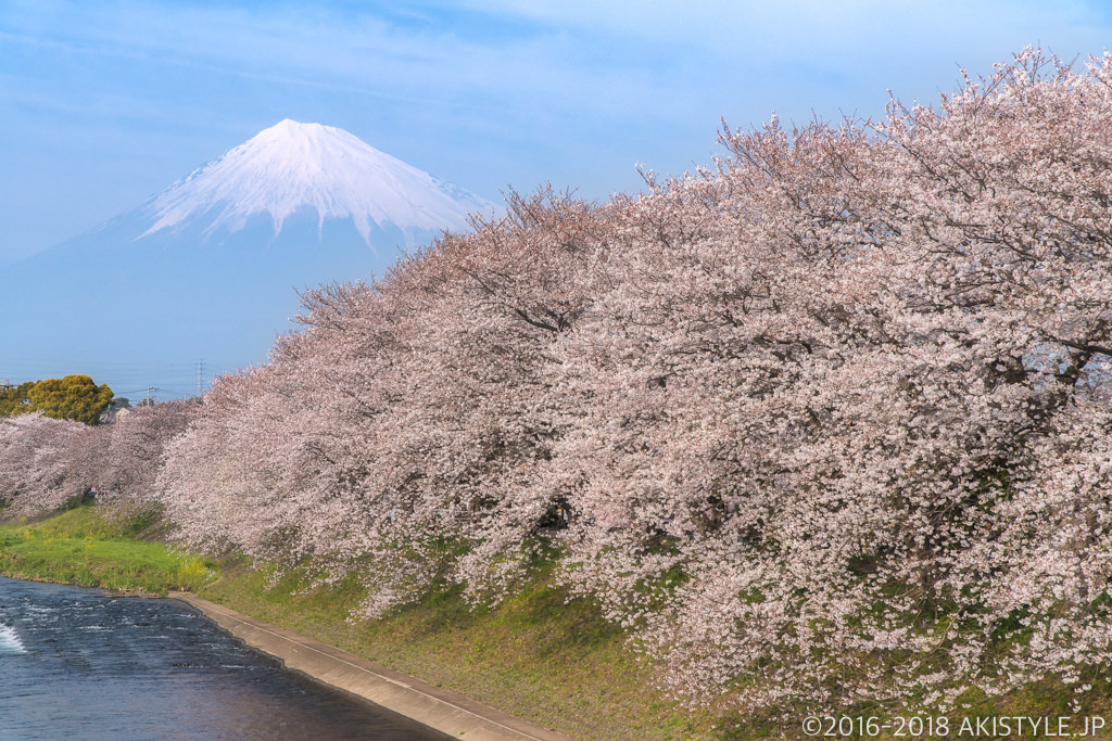 富士市の龍巌淵の桜並木と富士山