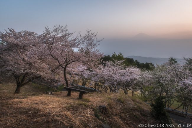 富士市内の桜と富士山