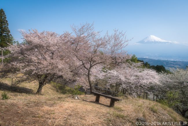 富士市内の桜と富士山